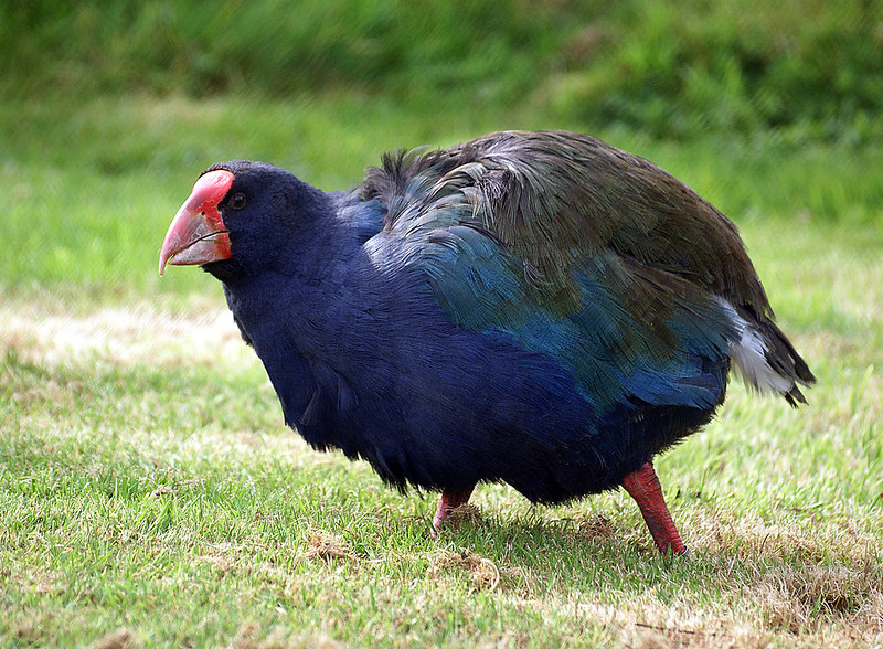 Ave pré-histórica que chegou a ser declarada extinta voltou à natureza na Nova Zelândia