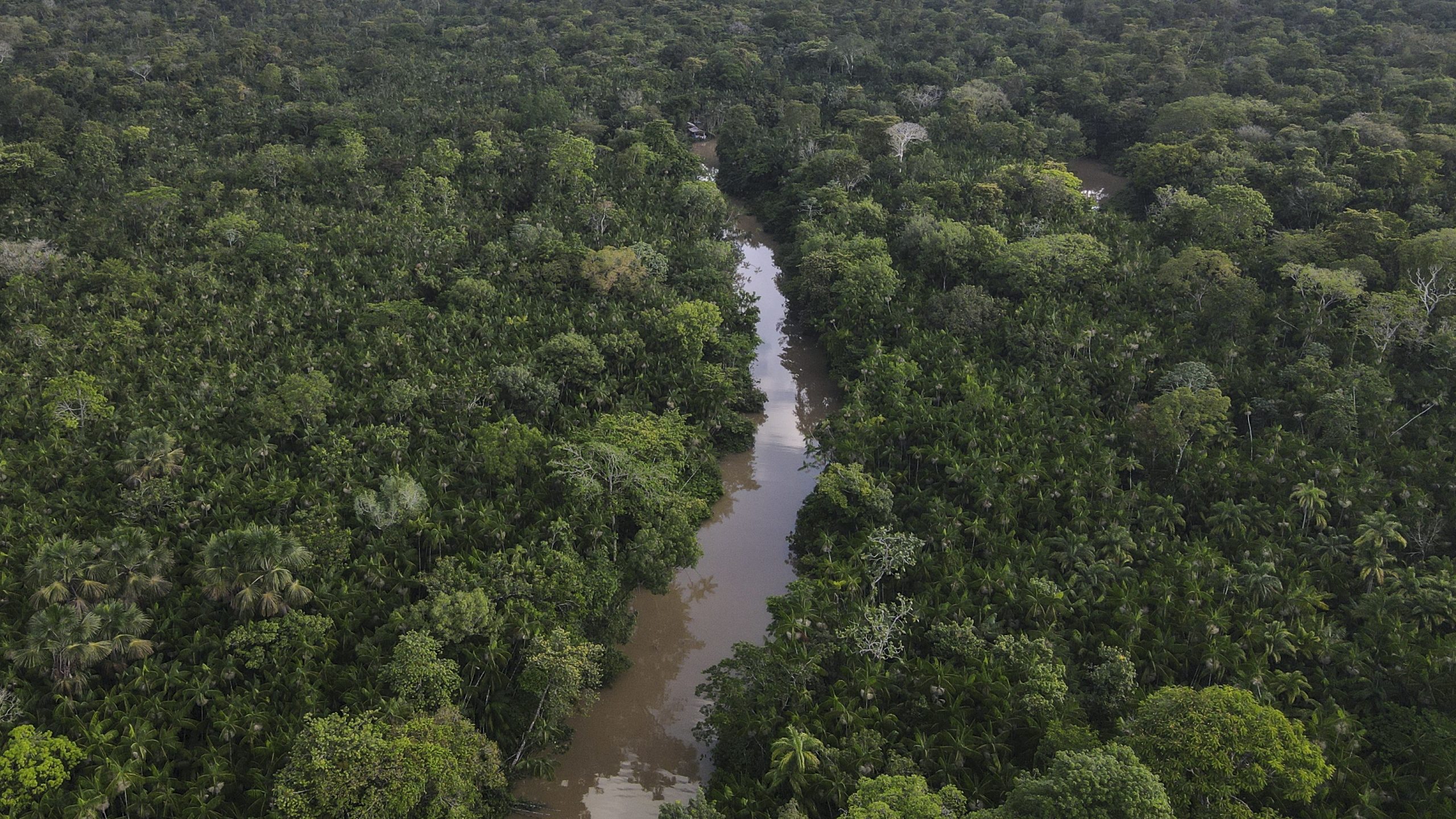 Toxina causada pelo calor pode ser causa da morte de 120 golfinhos na Amazónia