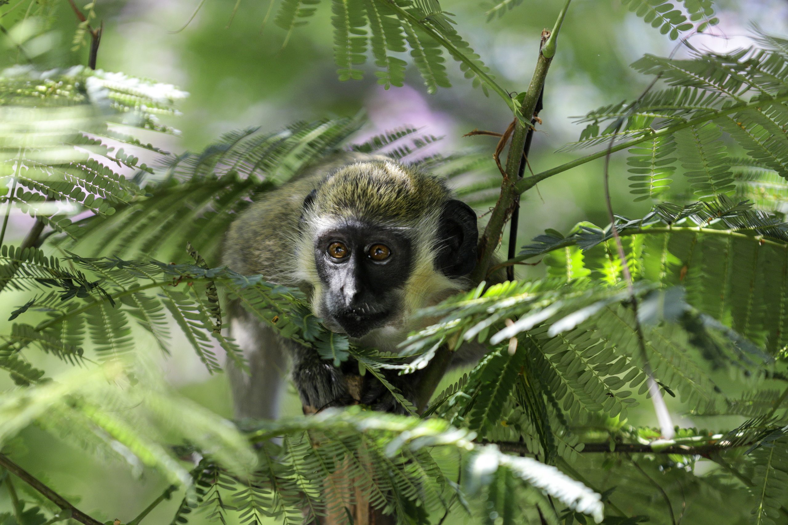 Tratamento com anticorpos testado em macacos previne com sucesso gripe aviária grave