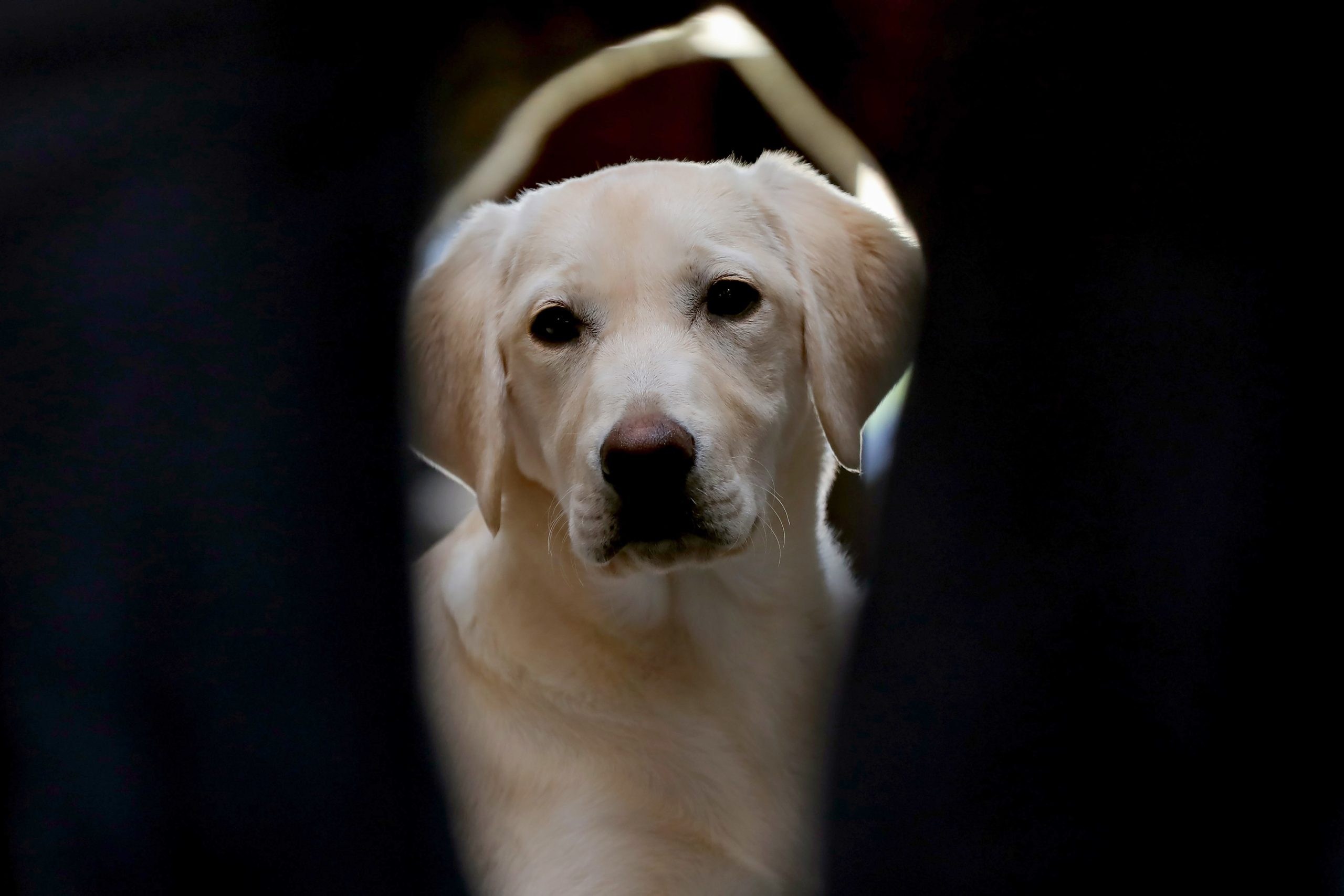 Esposende abre duas praias para cães
