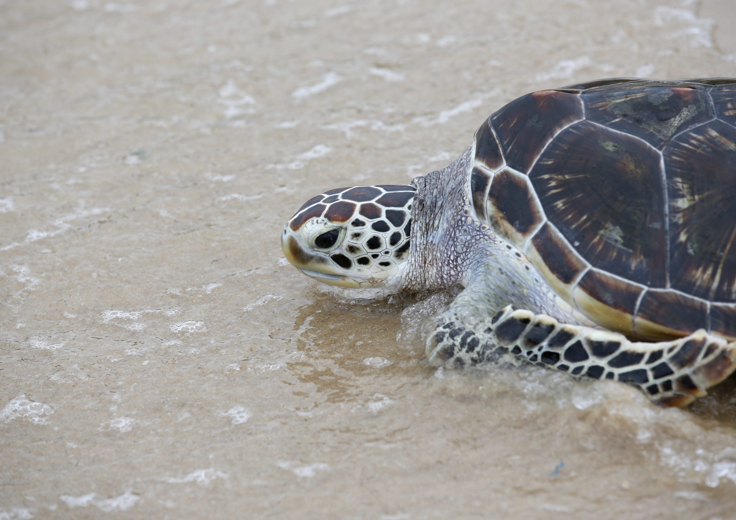 Tartarugas marinhas estão a nidificar mais cedo em resposta às alterações climáticas