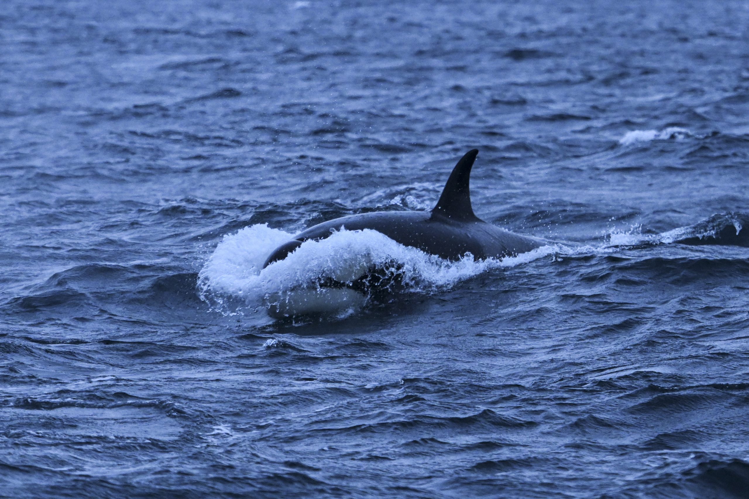 Veleiro com quatro tripulantes a bordo afundou-se ao largo de Viana do Castelo após interação com orcas