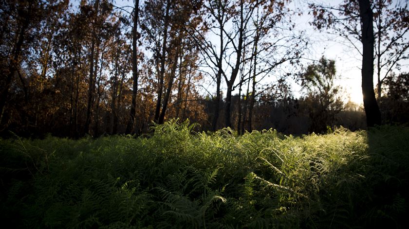 OE2019: PS quer municípios a assegurarem limpeza da floresta em áreas prioritárias