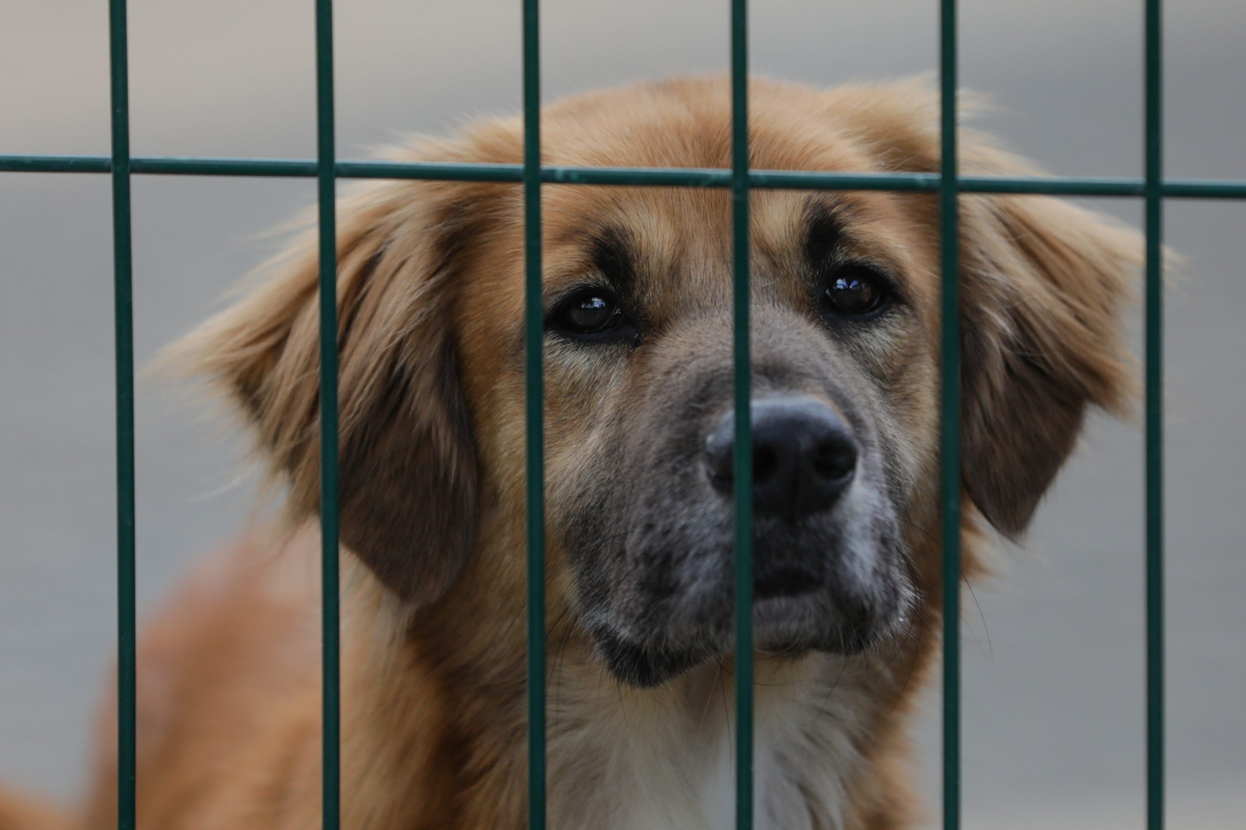 Covid-19: Veterinários alertam que pessoas infetadas devem evitar contacto direto com animais de companhia