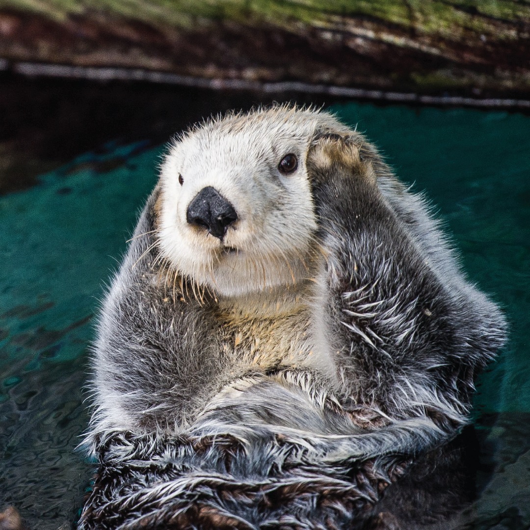 Morreu Micas, a lontra filha de Eusébio e Amália e uma das mais velhas do mundo