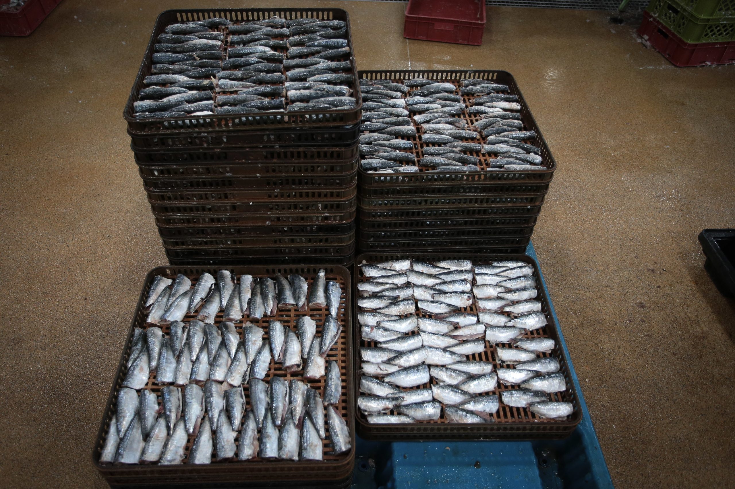 Quercus fala em consumo de peixe excessivo em Portugal. Redução de consumo é um dos objetivos da organização