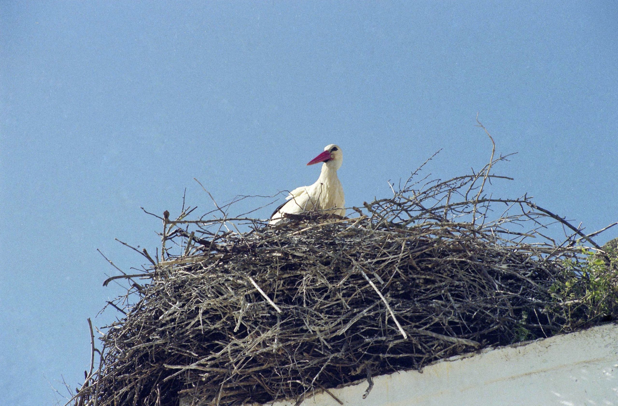 DGAV alerta para “elevado risco” de disseminação da gripe das aves após confirmação de novo foco