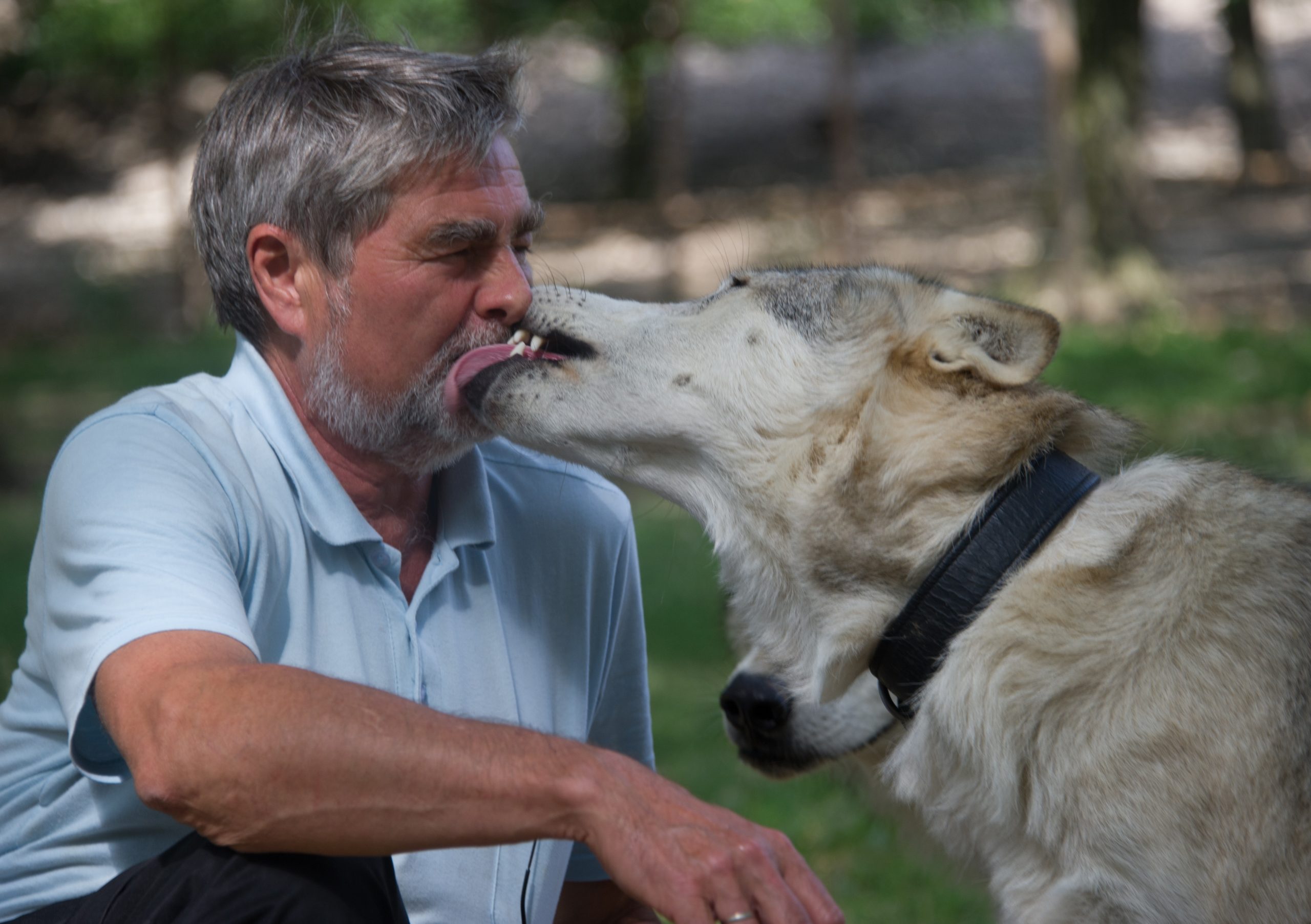 Quando executivos despertam o seu ‘animal interior’… a conviver com lobos