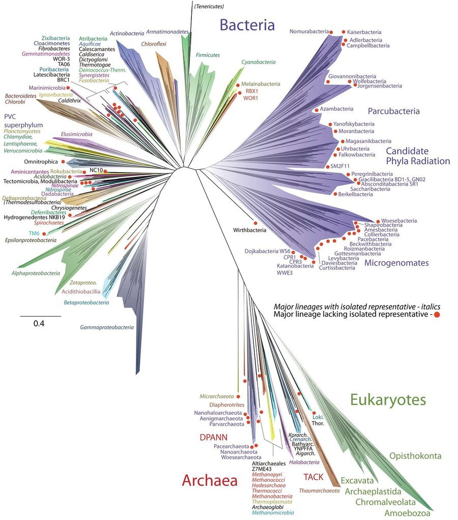 Árvore da vida - diagrama publicado em abril de 2016 na Nature MIcrobiology