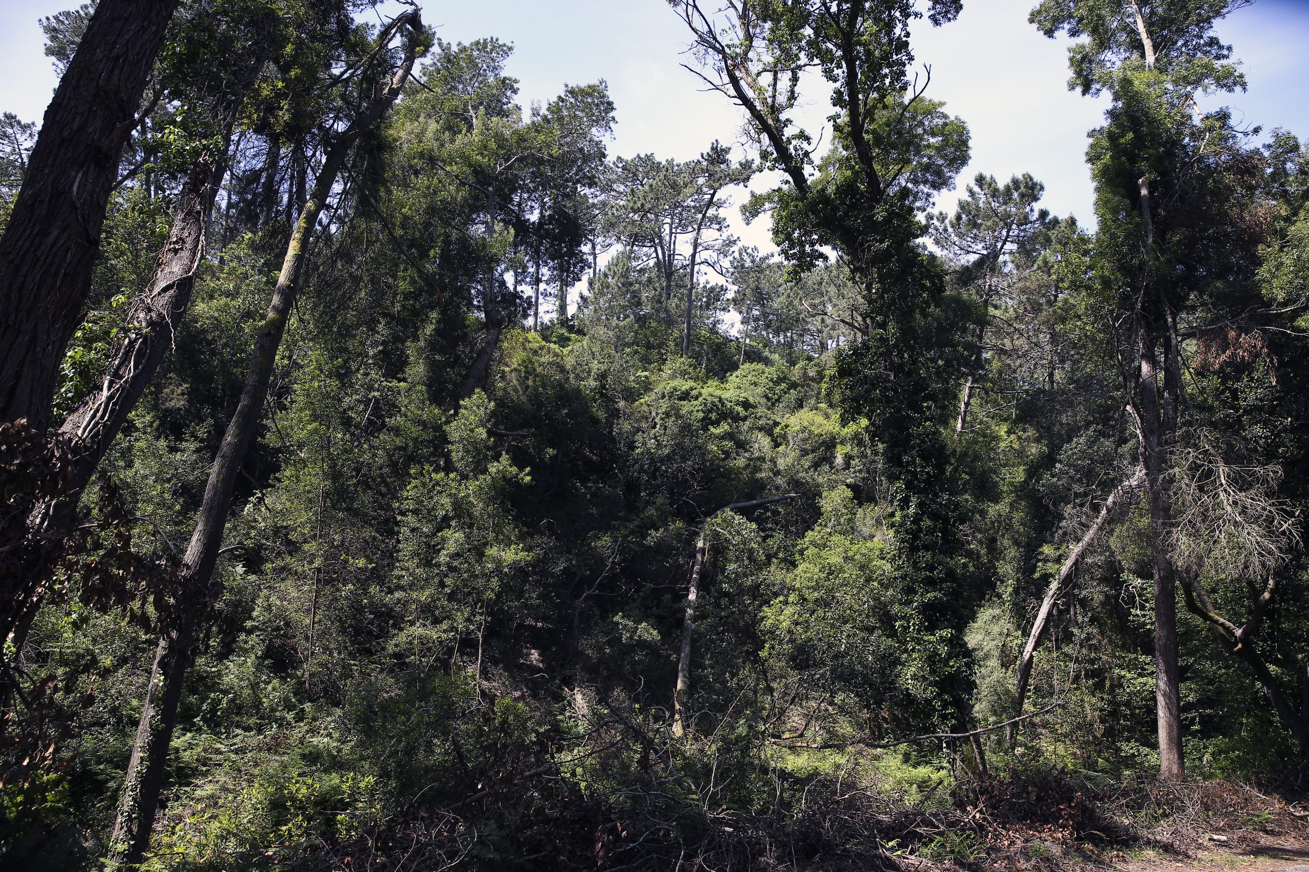 Ambientalistas contra FAO. Queima de biomassa em causa