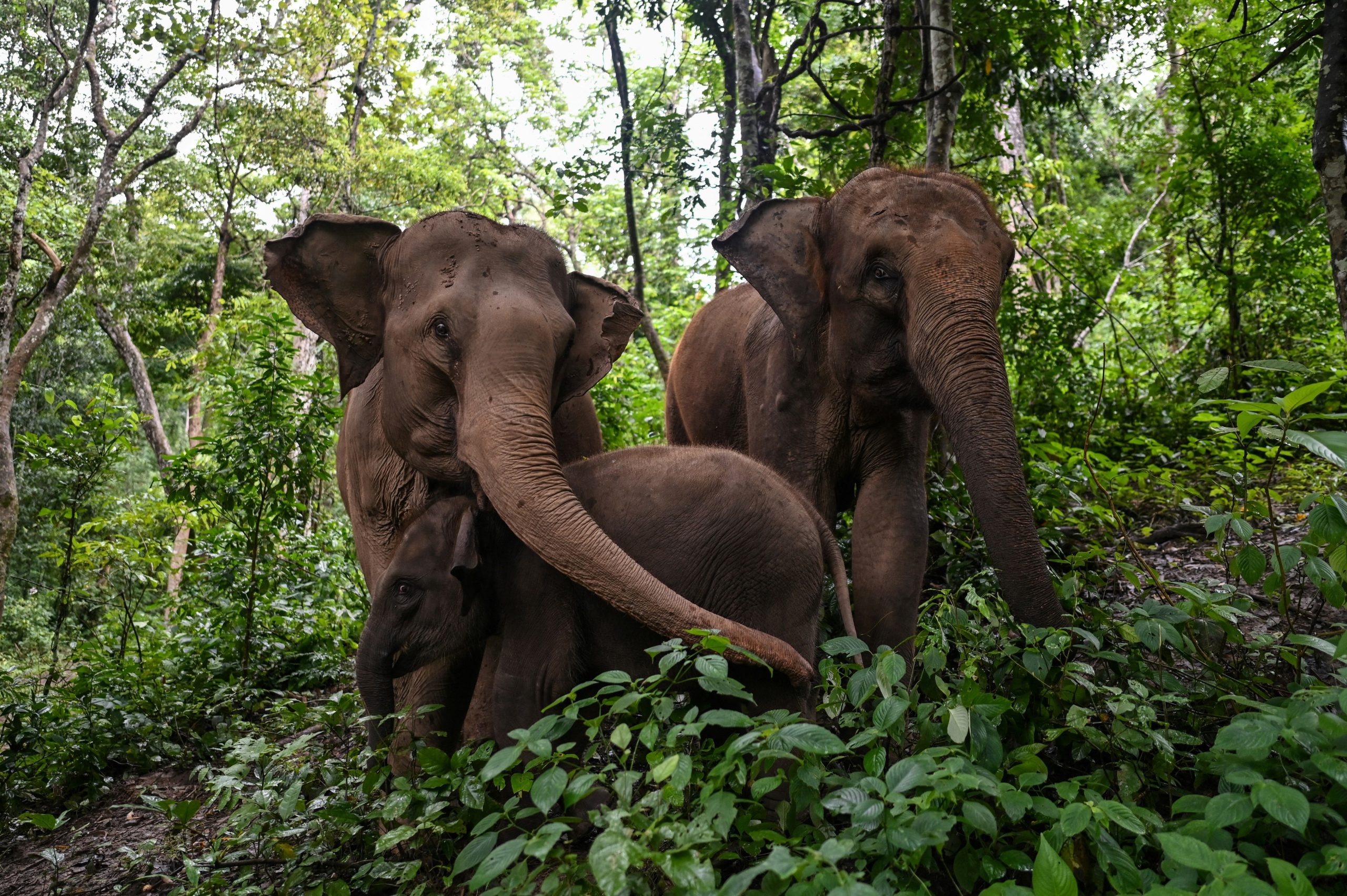 Elefantes selvagens destroem parque de safari no Bangladesh