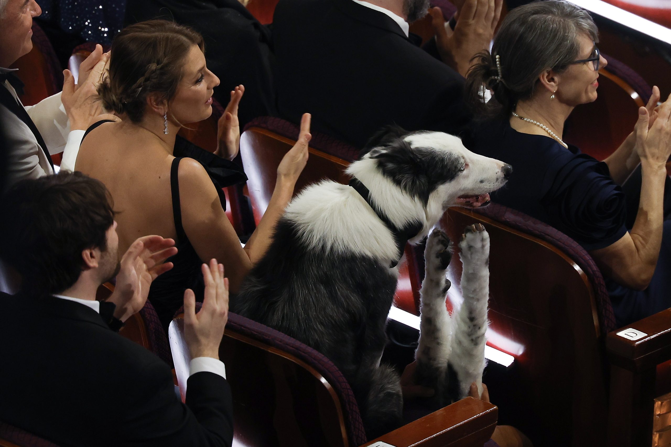 Messi, o cão ator que “aplaudiu” na cerimónia dos Óscares
