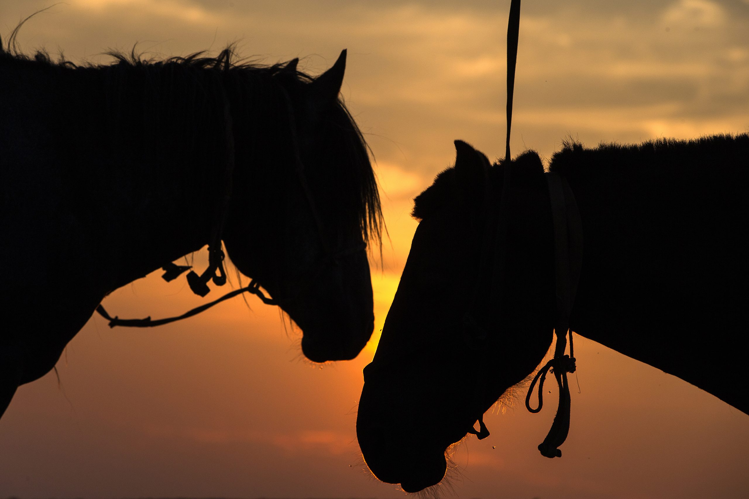 Exploração vai ser encerrada em Valongo após retirada de 83 cavalos subnutridos