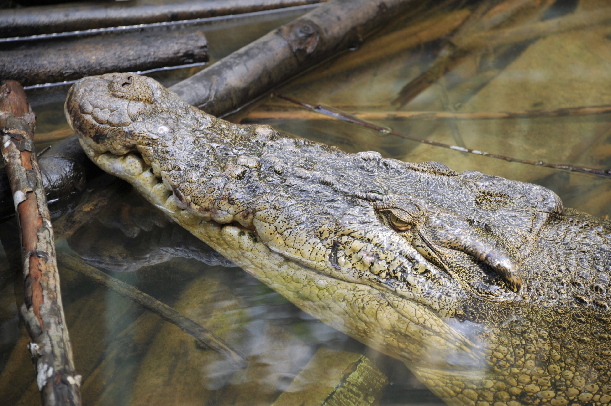 Crocodilo pré-histórico descoberto em Angola terá sobrevivido à extinção dos dinossauros