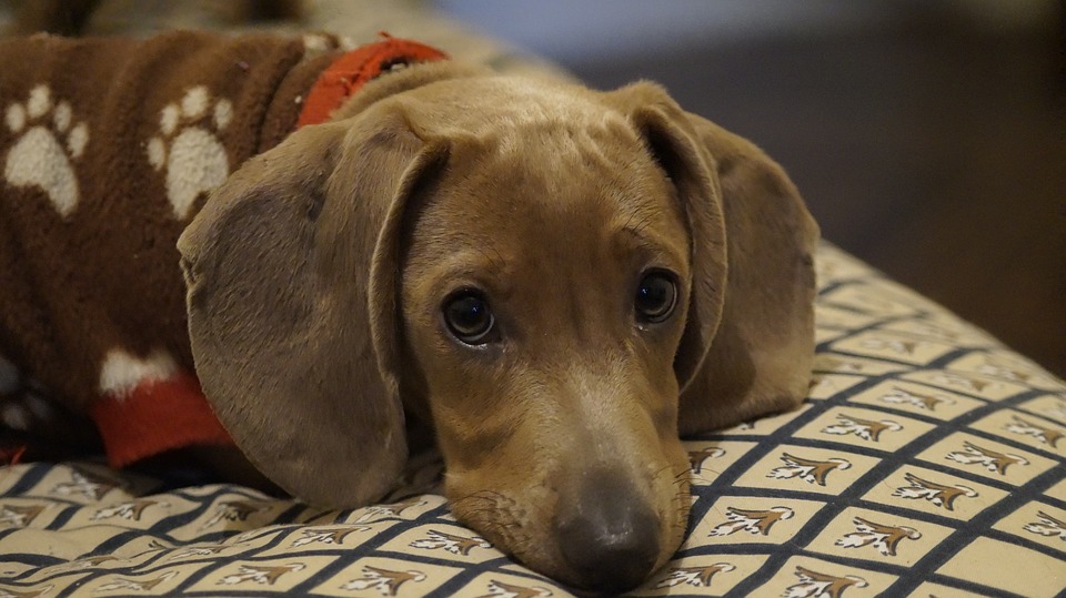 O pequeno e alegre cão ‘salsicha’ é um símbolo da Baviera. E por isso tem direito a um museu