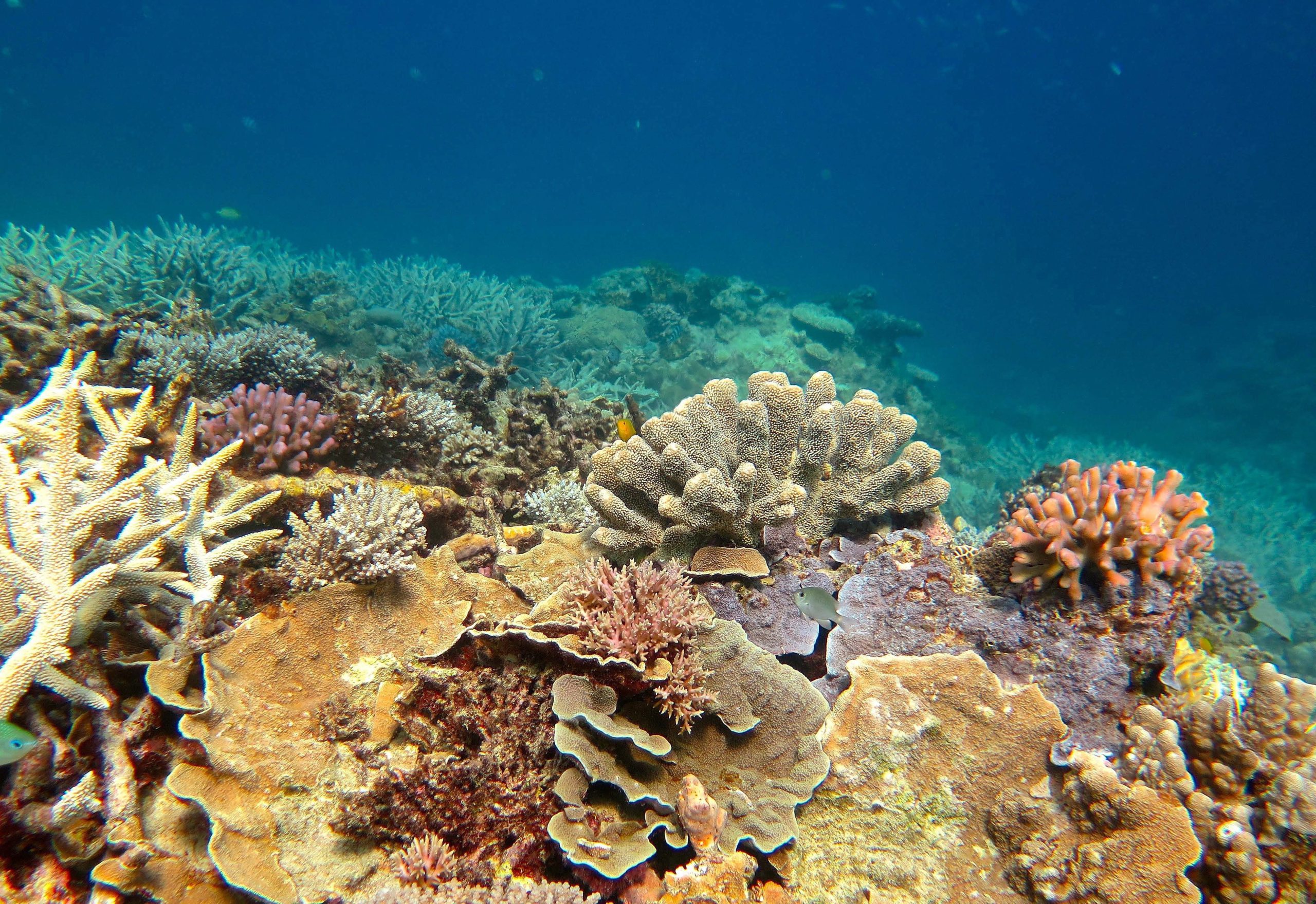 Cientistas australianos desenvolvem coral “resistente ao calor” com sucesso