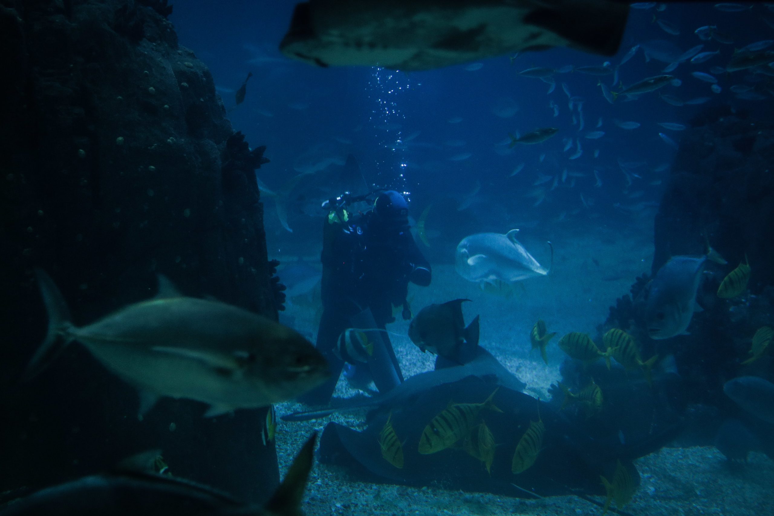 Cientistas do Técnico descobrem nova espécie de bactéria em corais do Oceanário
