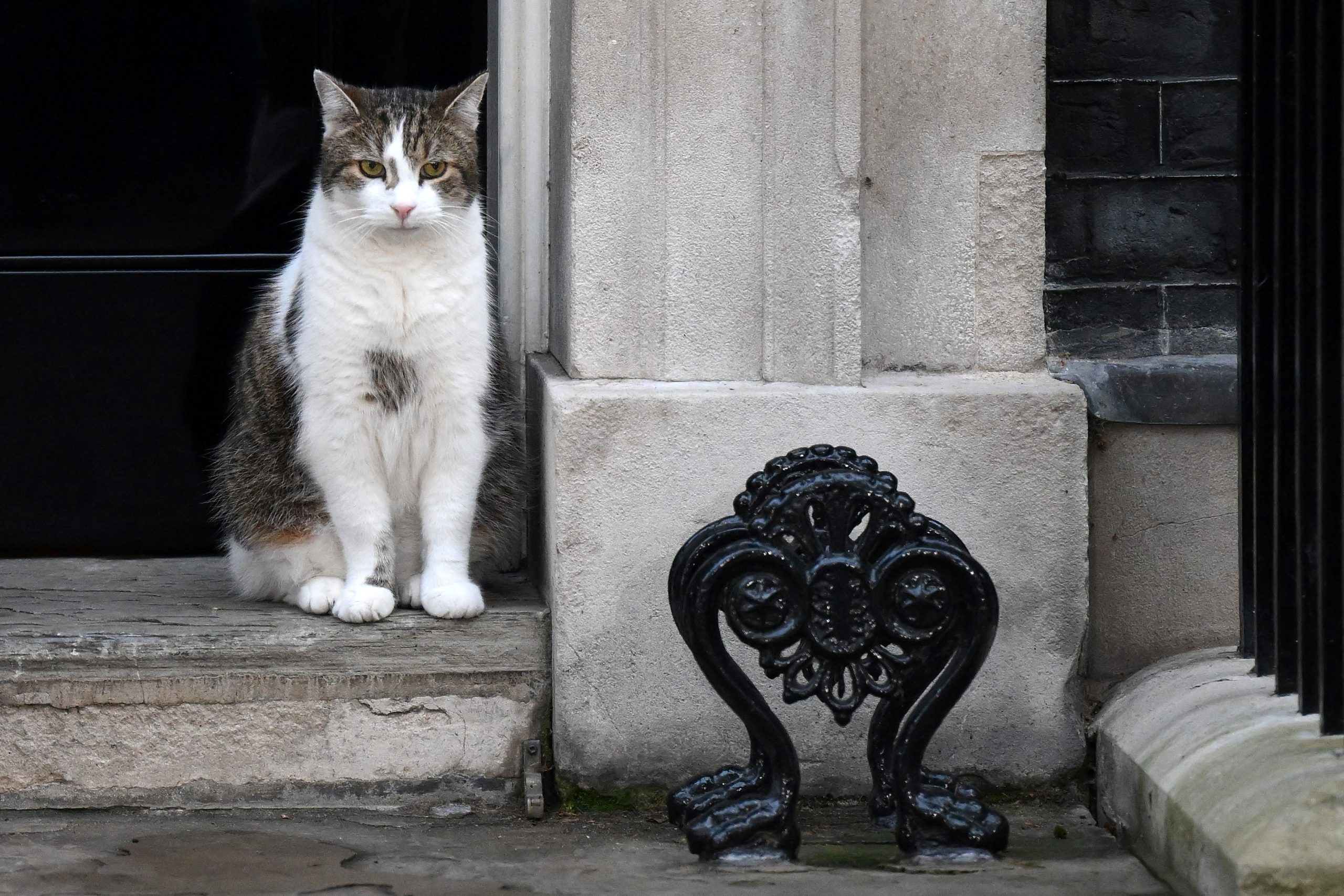 Larry já não é o único felino em Downing Street. Novo primeiro-ministro britânico traz outro gato para o Número 10
