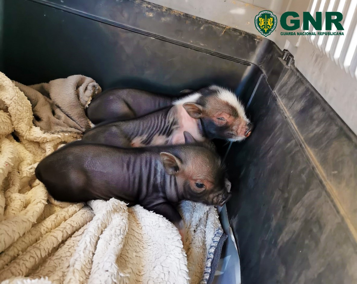GNR chamada para resgatar cães de um poço em Palmela — mas afinal eram crias de porcos vietnamitas