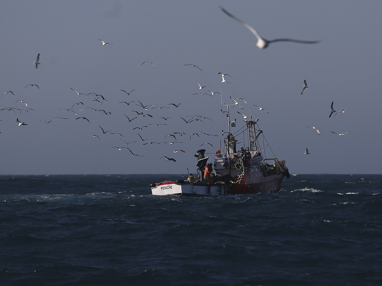 Pescadores vão receber mais 12 euros por dia devido a suspensão de pesca da sardinha