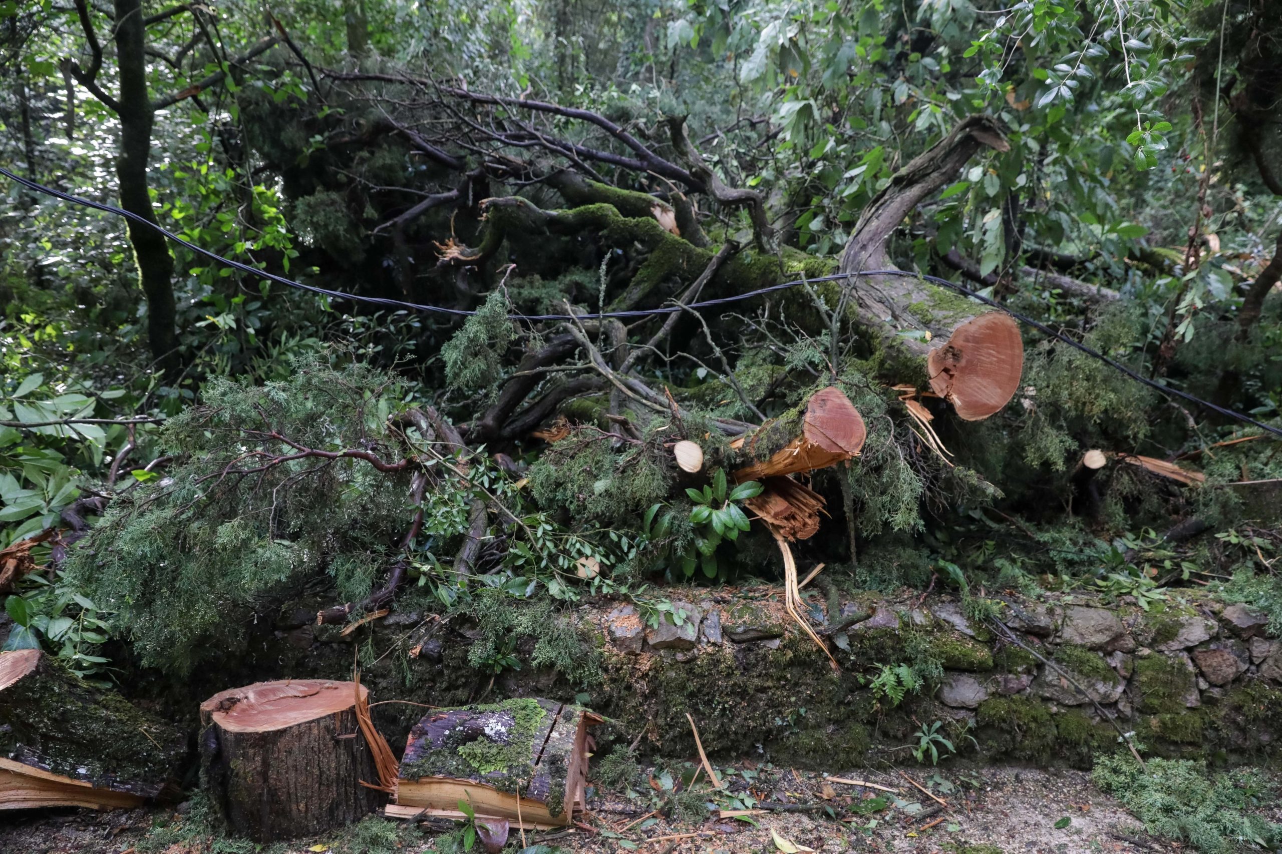 Mau tempo: Governo estima em quase 30 milhões de euros os prejuízos agrícolas causados pelo Leslie