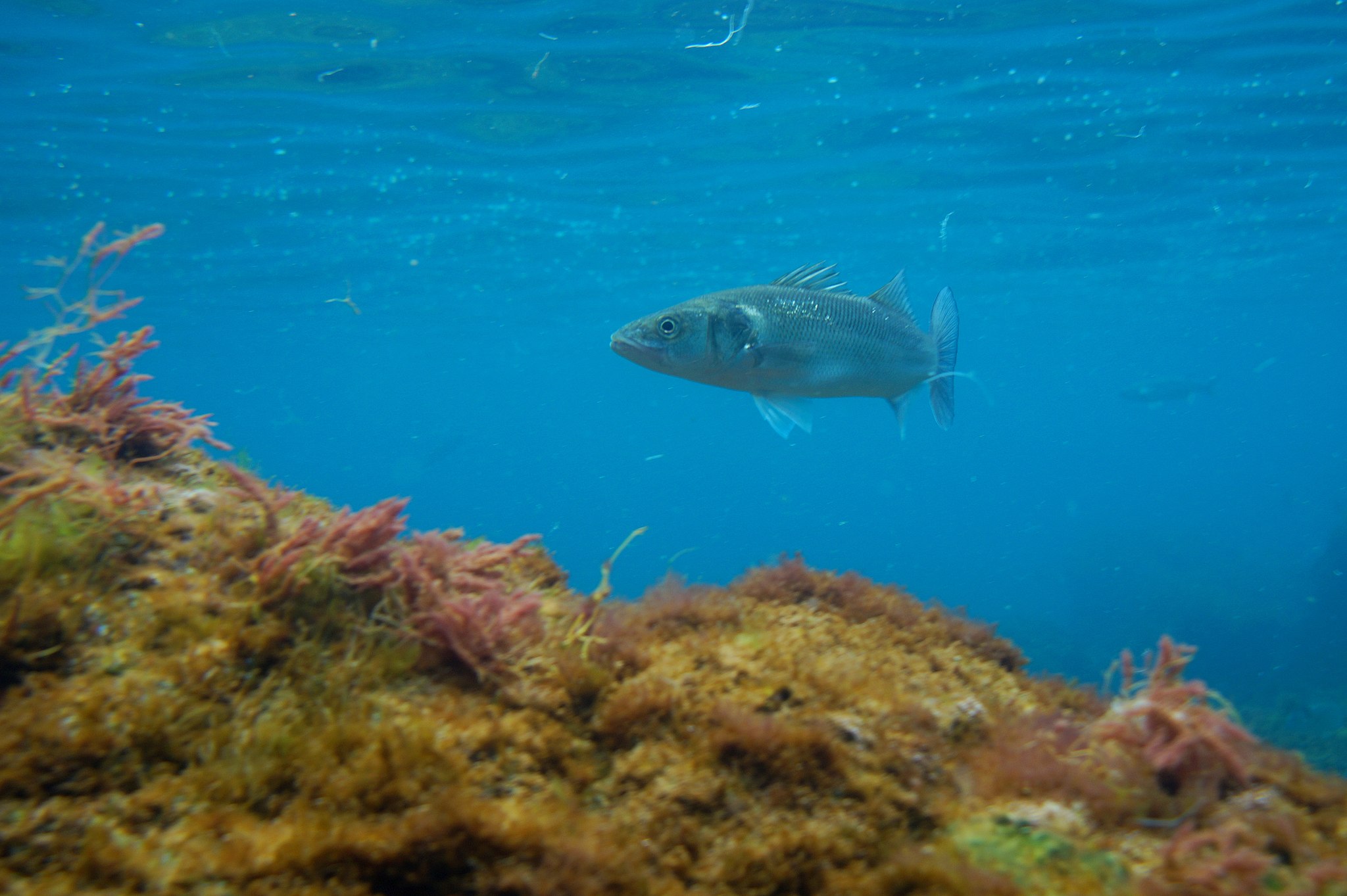 Robalo