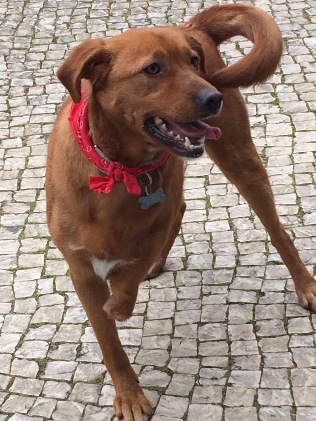 A alegria da Maria salvou o cão Belchior
