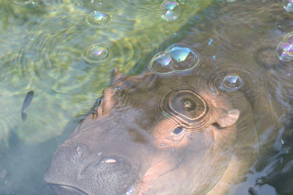 Fiona, o ‘hipopótamo-estrela’ do zoo de Cincinnati. Mas será isto positivo?