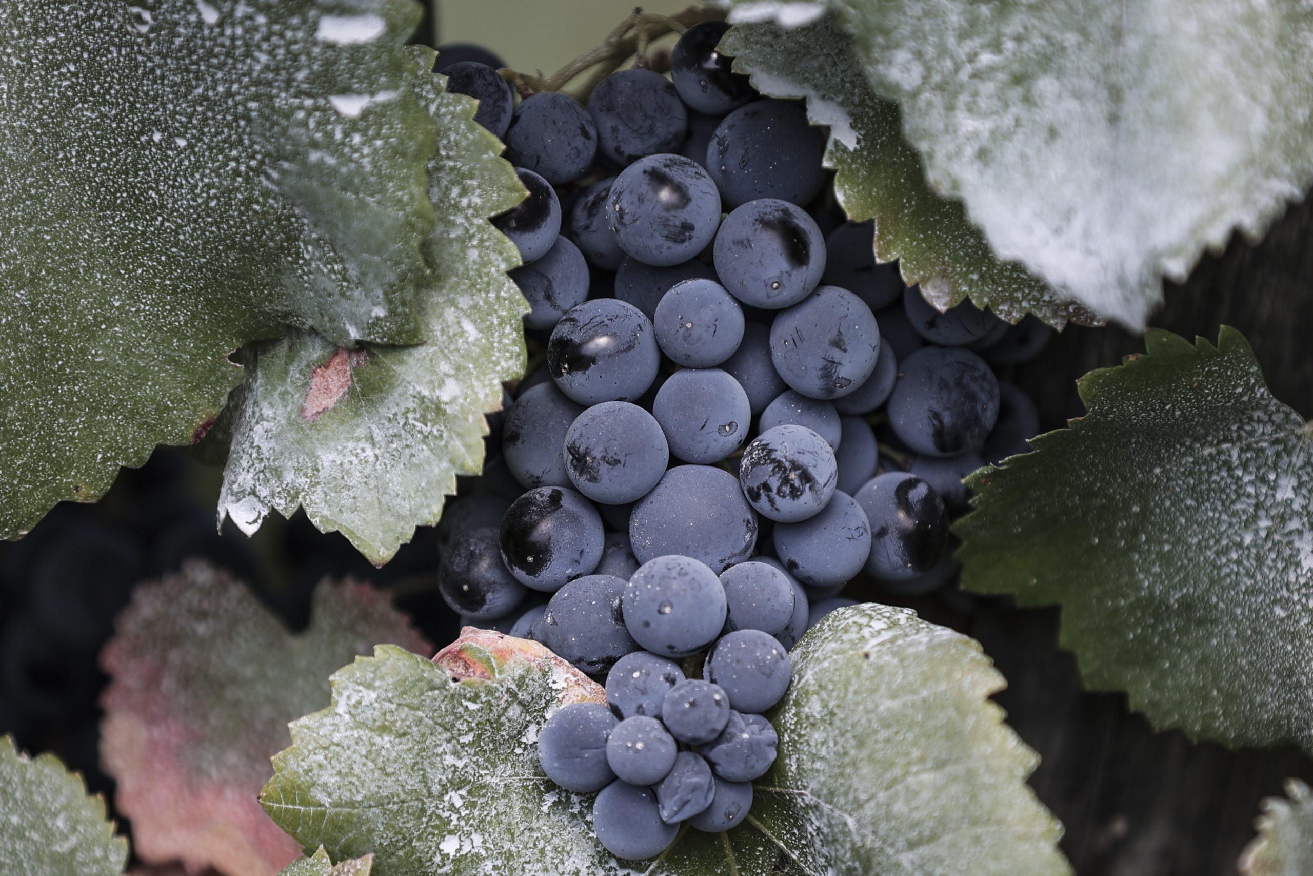 Governo elimina limites para teor de cinzas em vinhos
