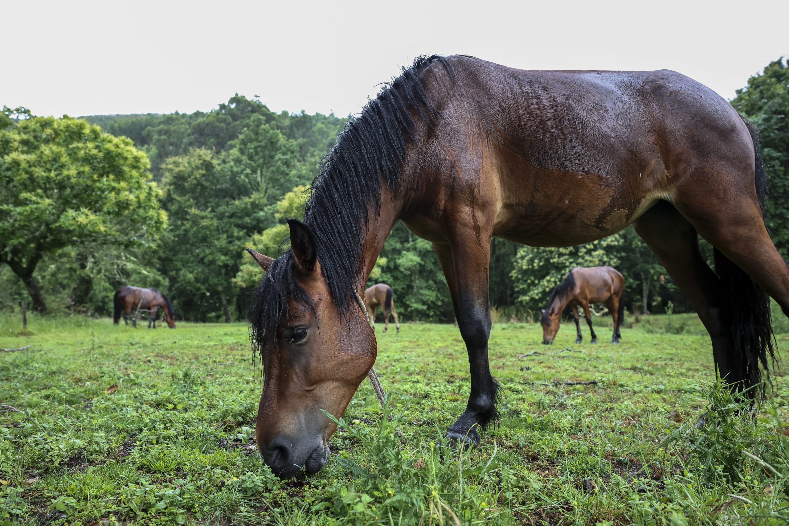 Às vezes só é preciso um “cavalo amigo”. Animais zelam pela saúde mental e bem-estar de alunos do Politécnico de Coimbra