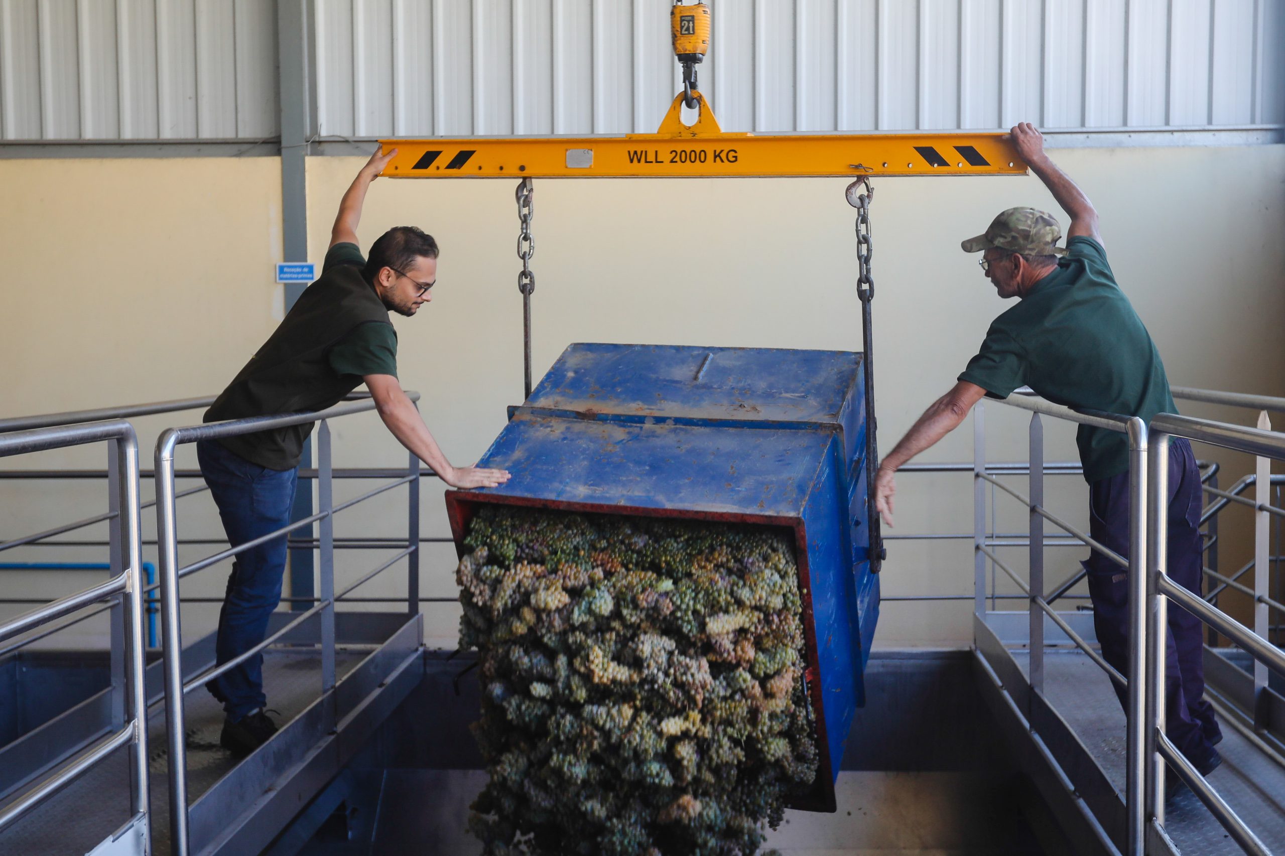 Zitos apanhou uvas para se formar e criou adega modelo em Carrazeda de Ansiães