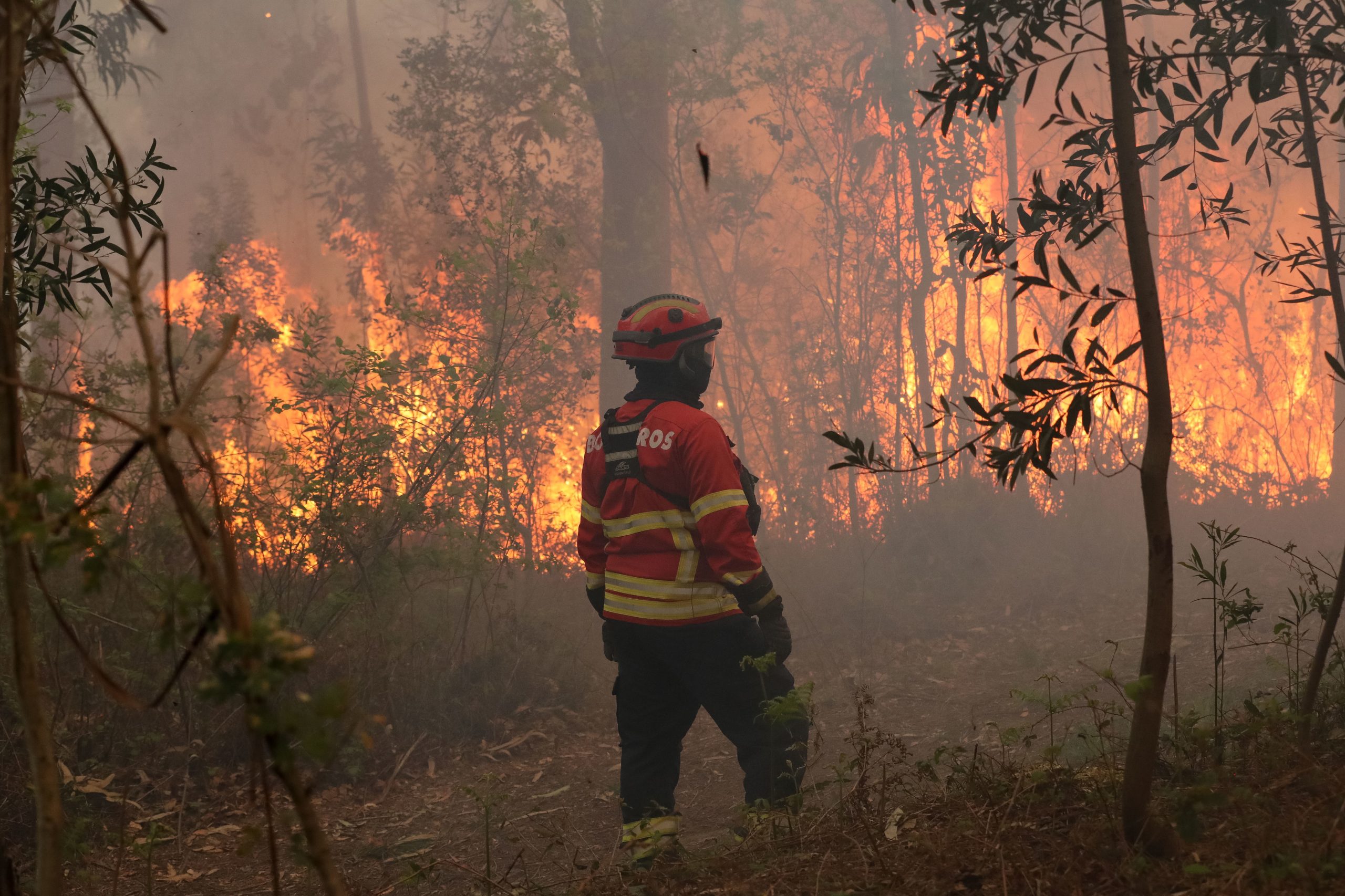 Incêndios: Fogos de 2017 podem repetir-se, alerta o Observatório Técnico Independente