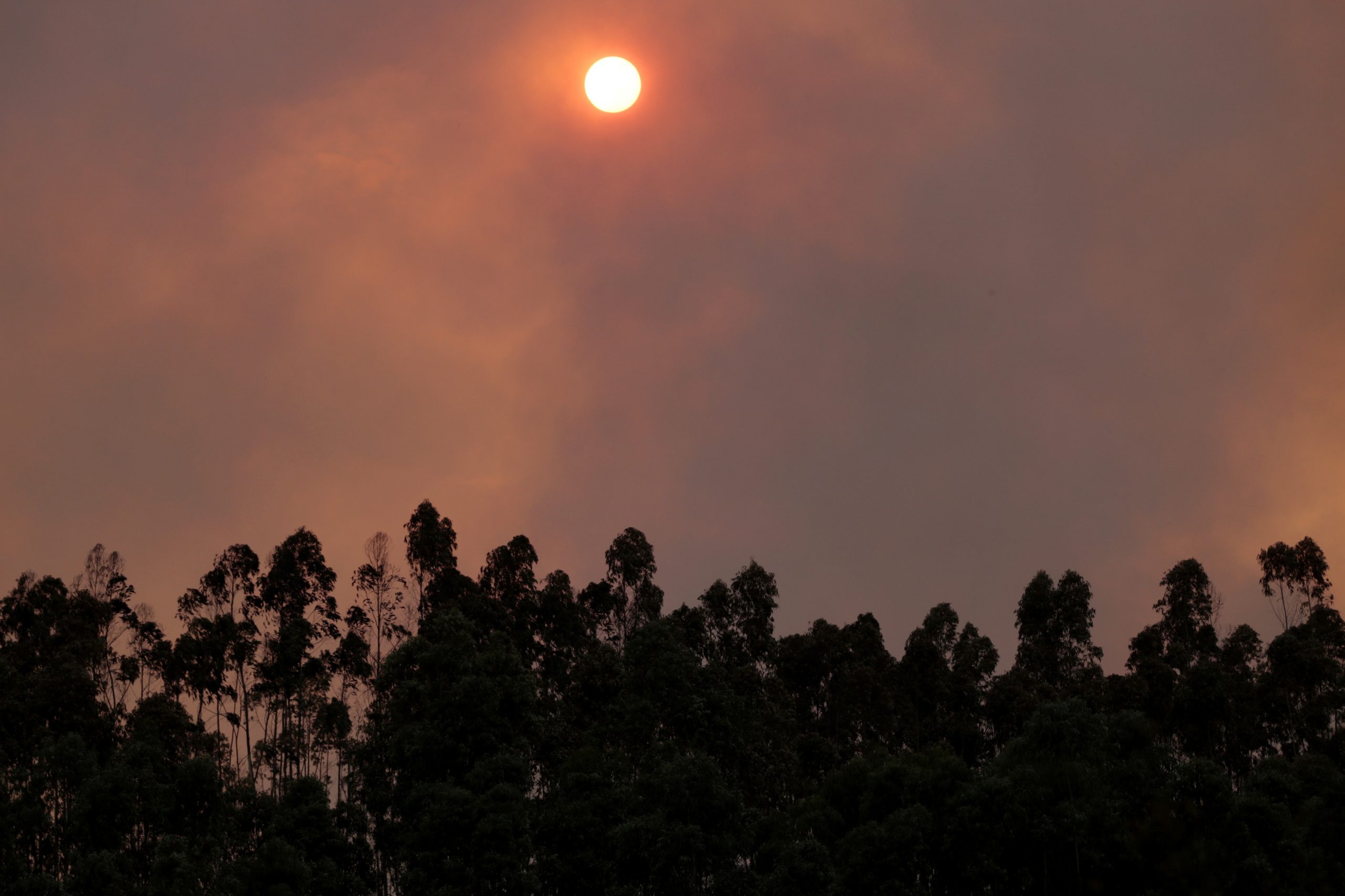 Lagos, Vila do Bispo e Aljezur vão criar “ponto estratégico” para combater fogos rurais