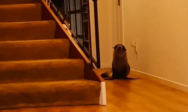 Foca invade casa na Nova Zelândia, “traumatiza” o gato e ocupa lugar no sofá