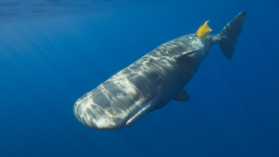 Greenpeace diz que é “lamentável e perigoso” retoma à caça da baleia no Japão