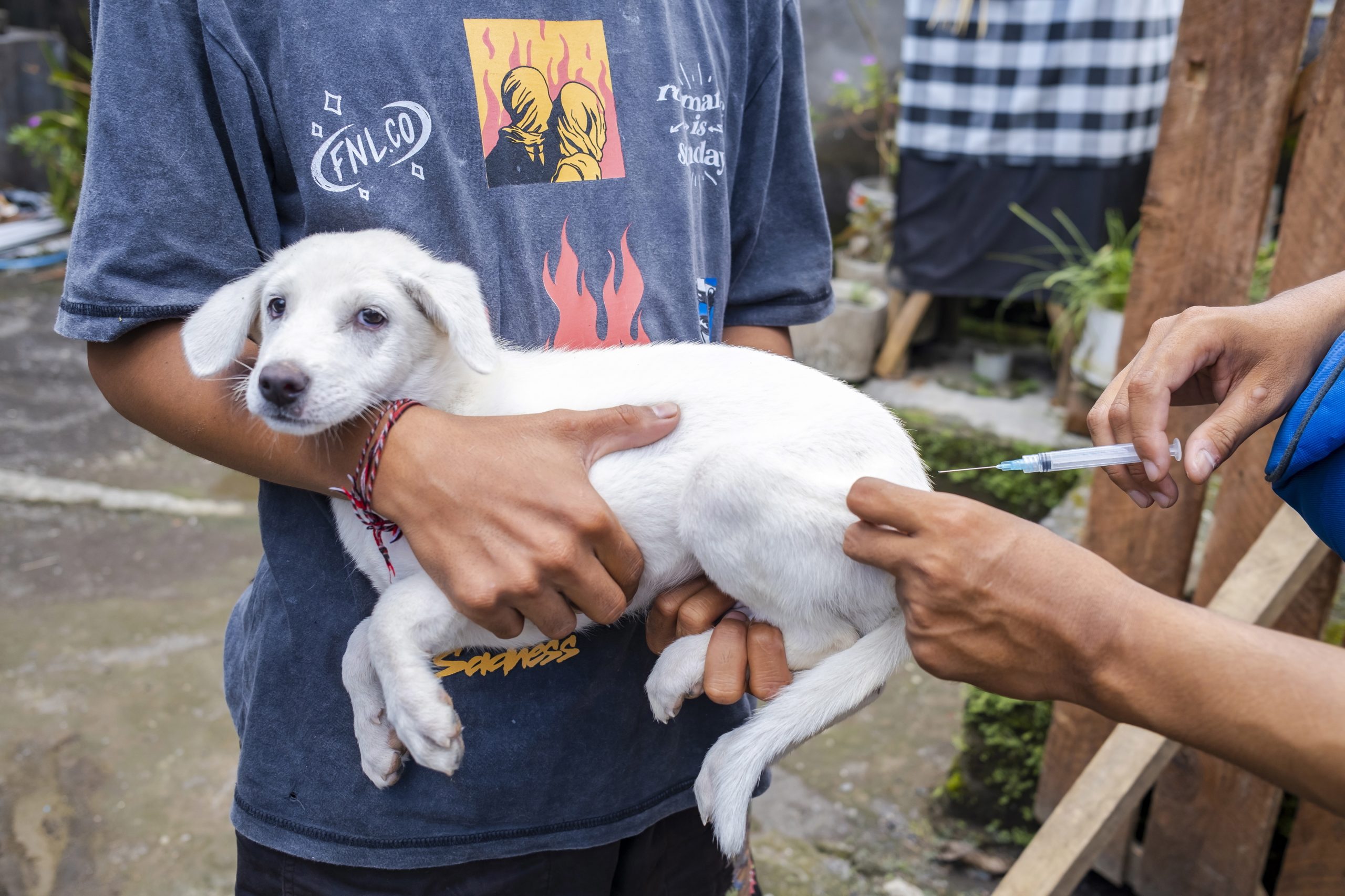 Surto de raiva animal faz com que a Austrália doe 200 mil doses de vacina a Timor-Leste