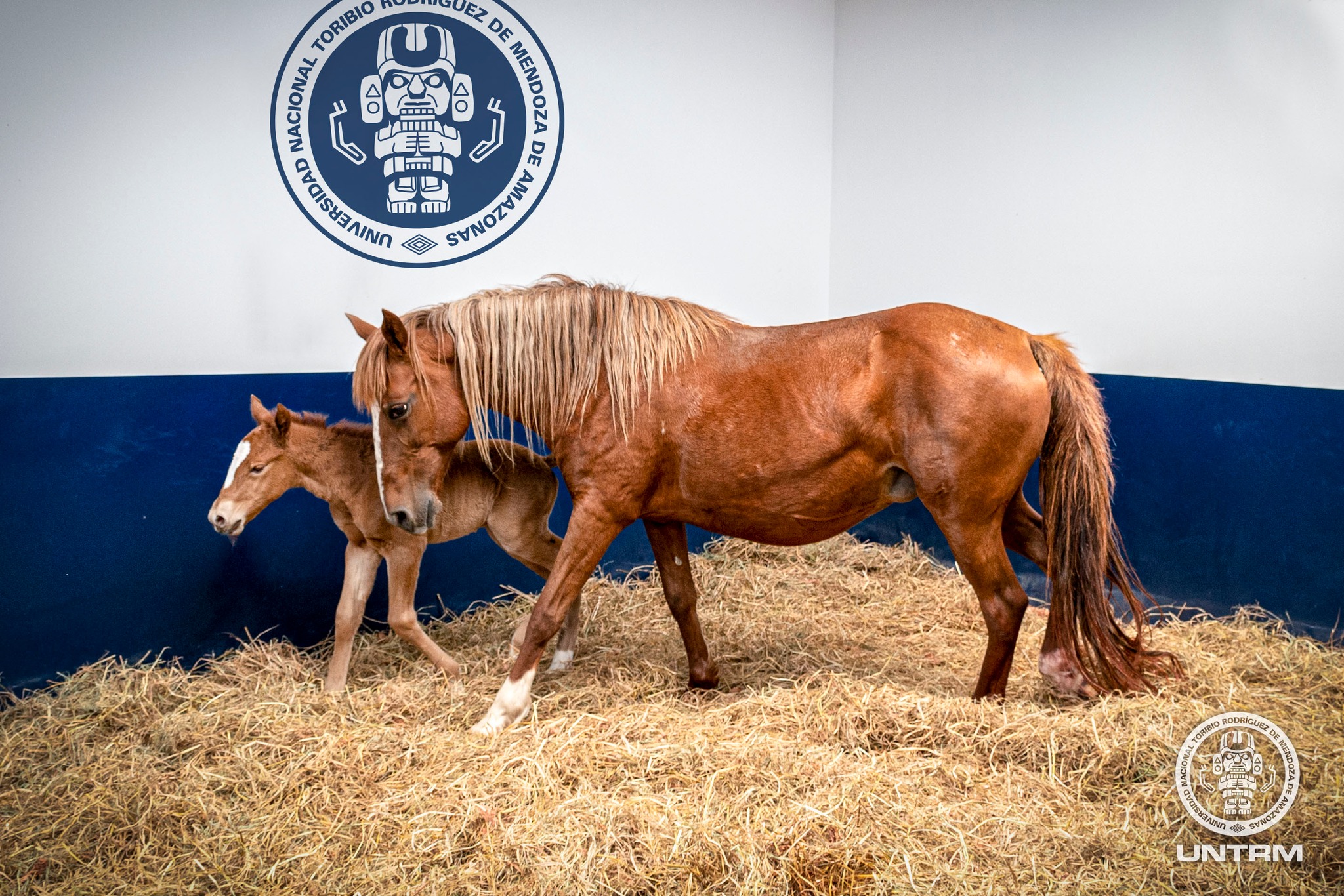 Cavalo Clone Peru