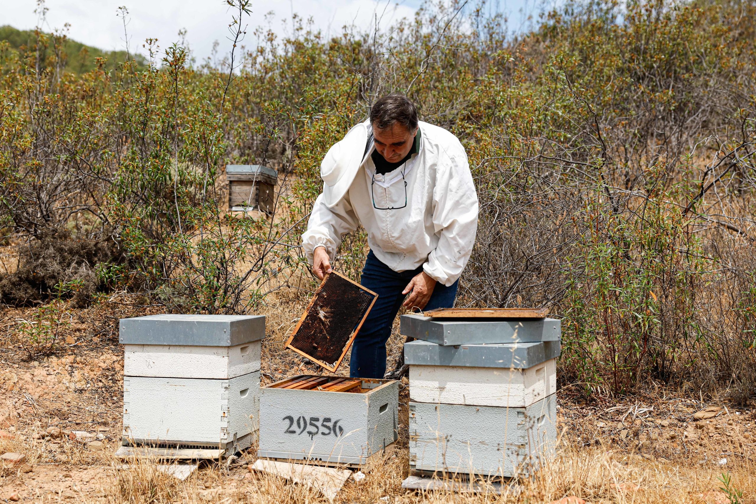 Seca e custos de produção: Apicultores do Algarve em dificuldades, queixam-se da falta de apoios