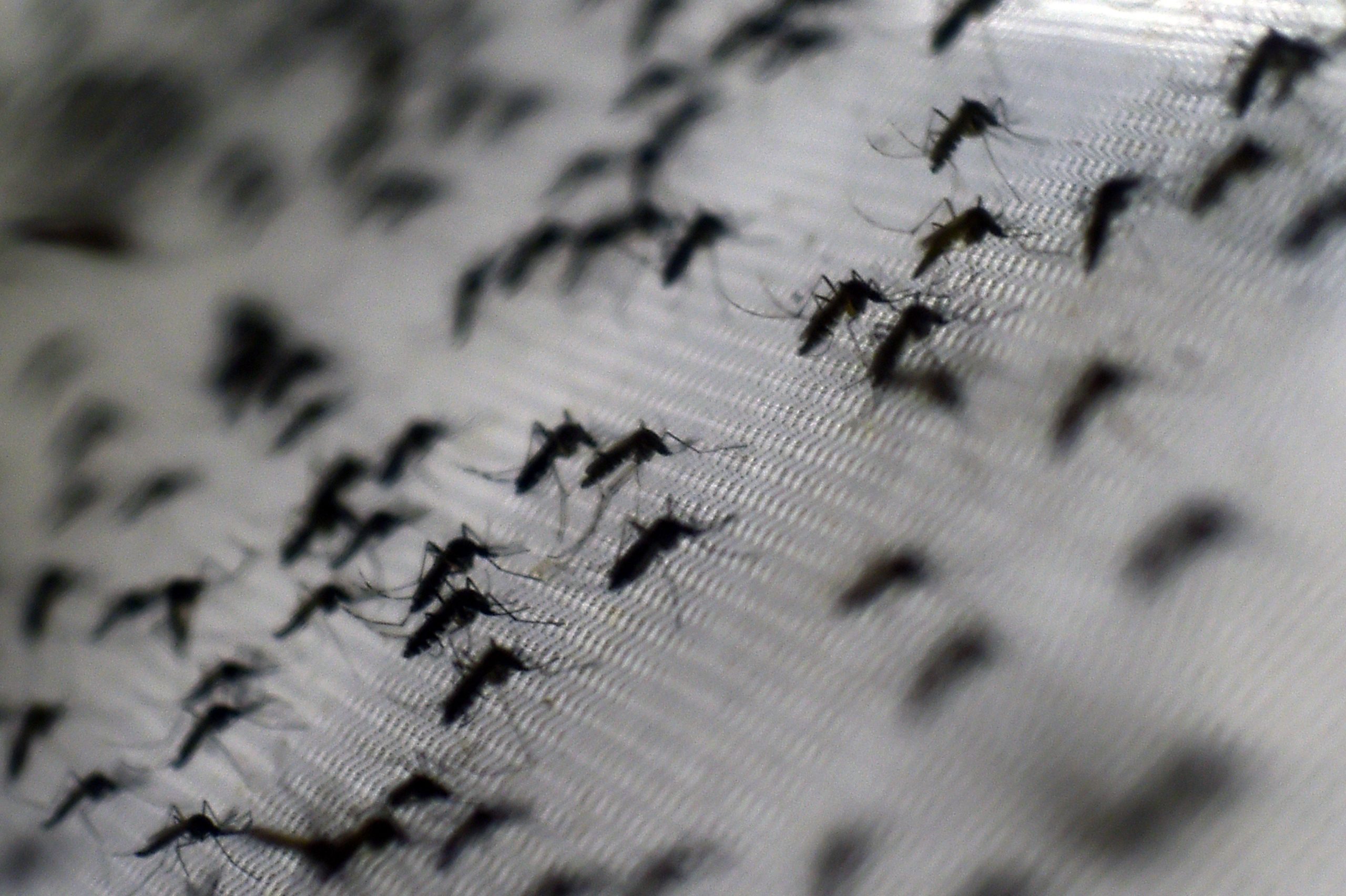 Cientistas encontram evidências de mutação resistente da malária no Uganda