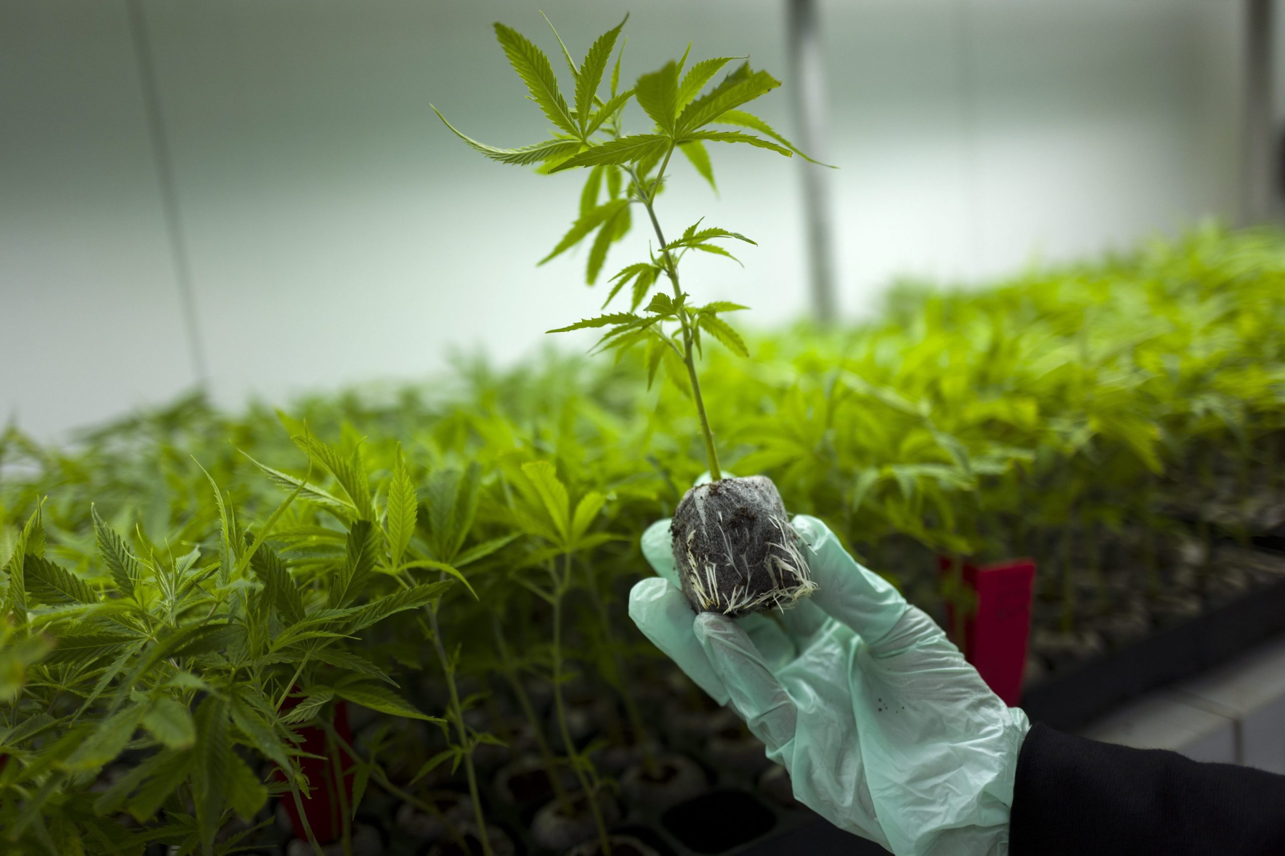No primeiro dia à venda nas farmácias, a marijuana esgotou no Uruguai