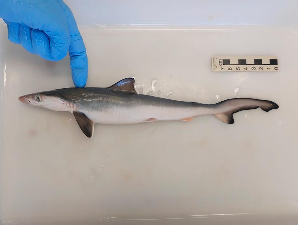 Cientistas brasileiros encontram cocaína em organismo de tubarões no Rio de Janeiro