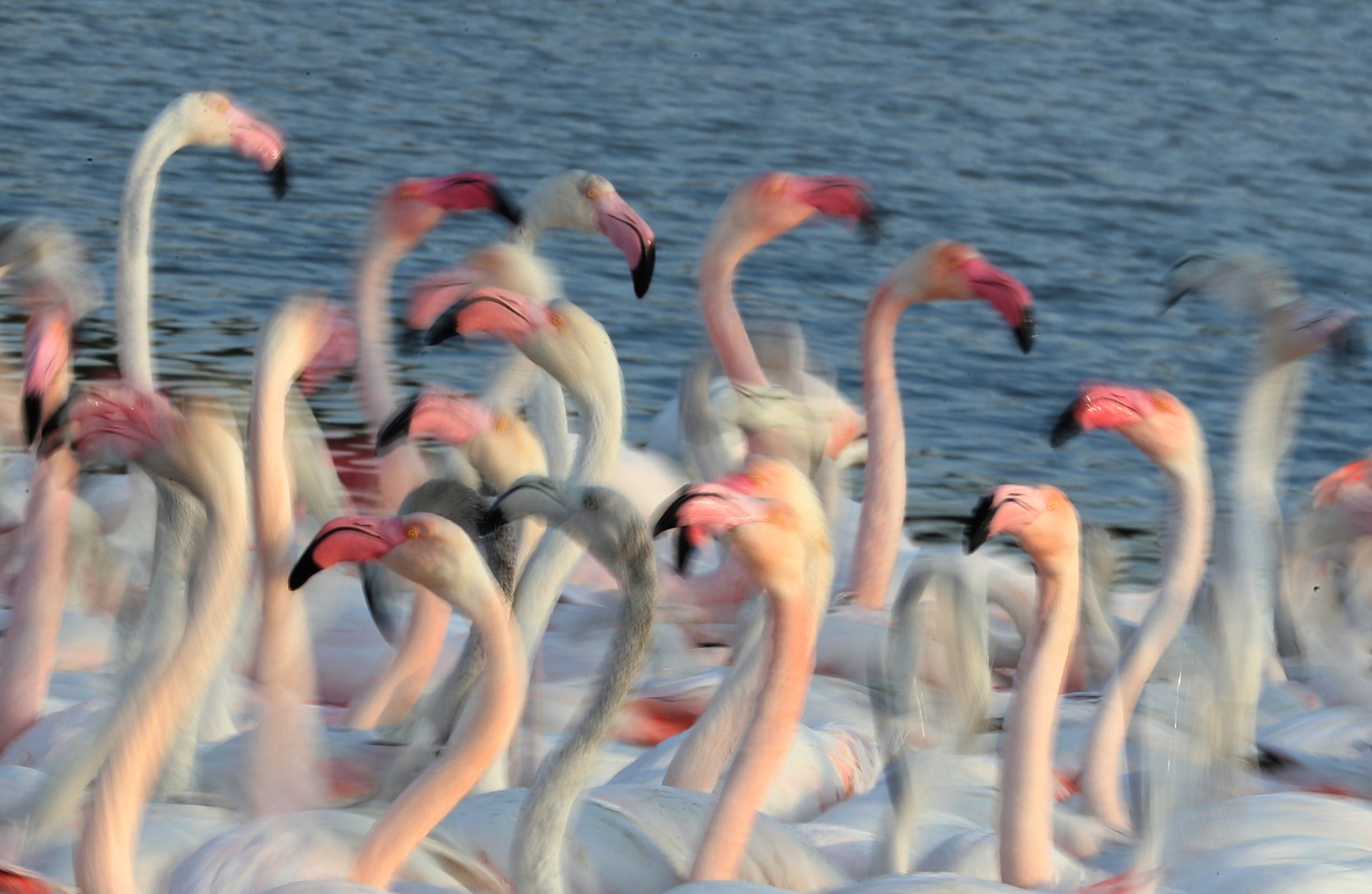 Flamingos ameaçam cultivo de arroz para risotto em Itália