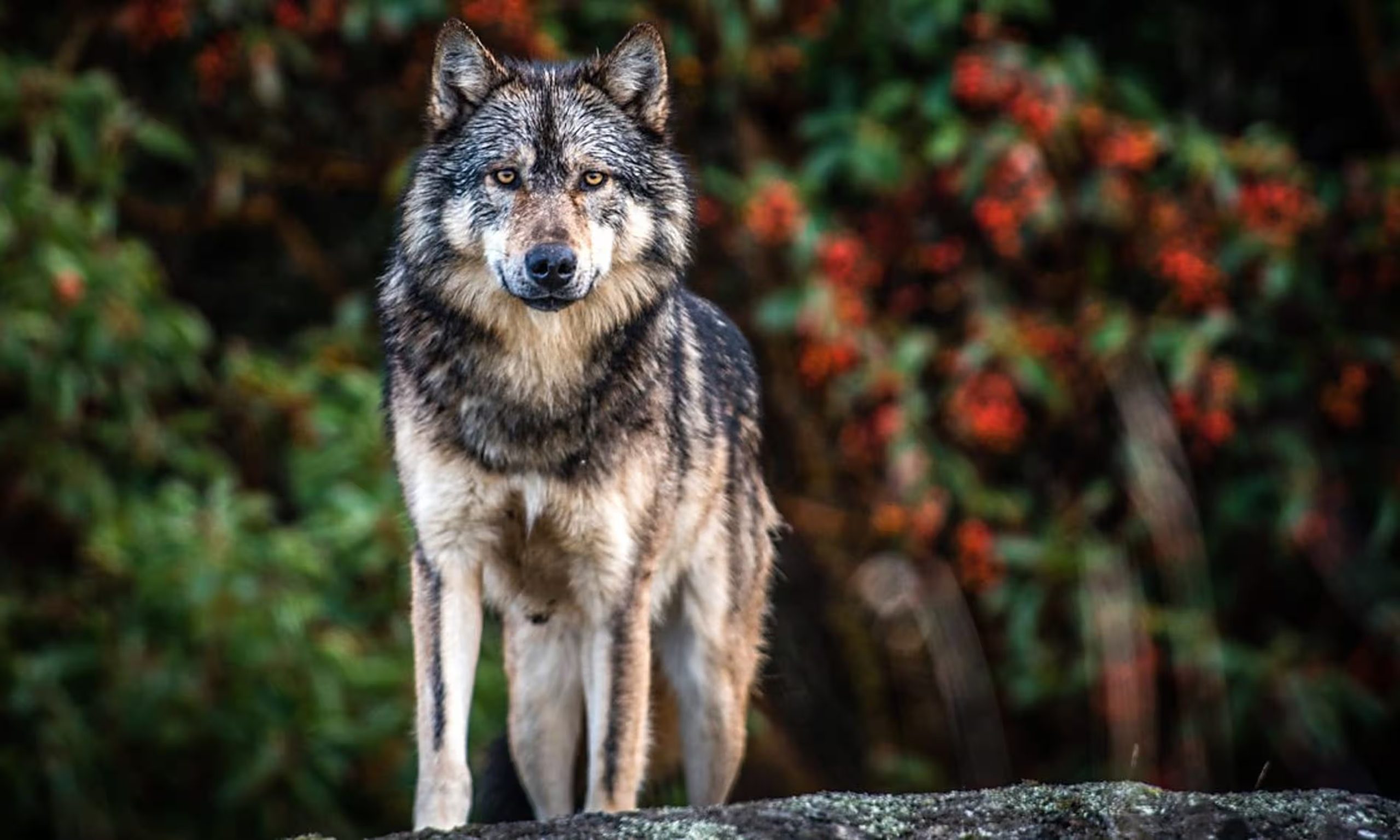 Lobos voltam a atacar no Planalto Mirandês e matam bezerro recém-nascido em Miranda do Douro