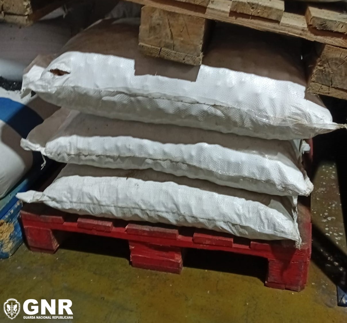 GNR apreende 350 quilos de noz de areca com substância psicoativa em Loures