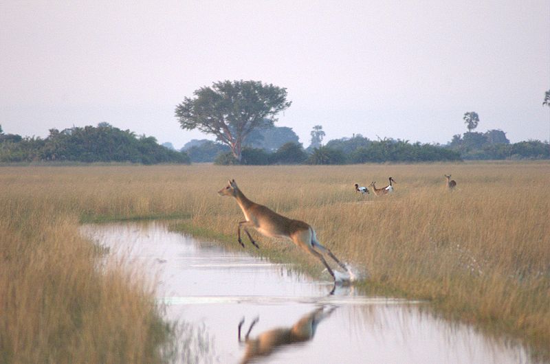 Fundo para a Proteção dos Animais Selvagens alerta para “agressão” ambiental na Reserva Ornitológica de Mindelo