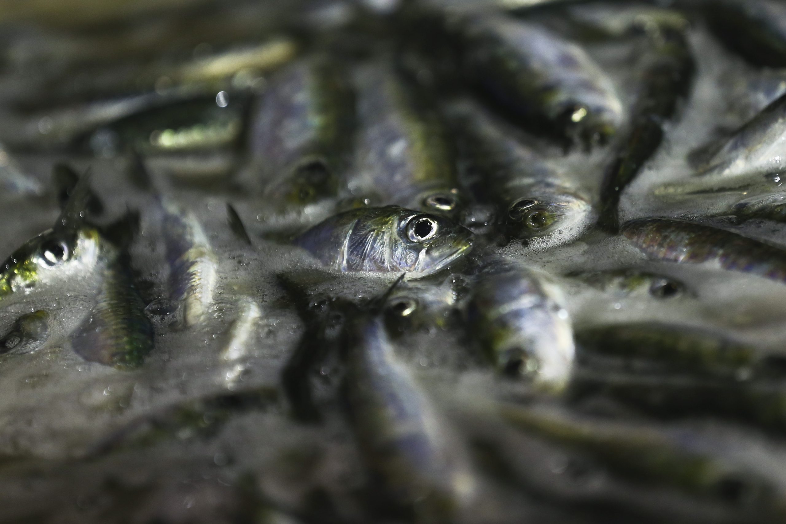 Diminuição do ‘stock’ da sardinha é um problema com quase 20 anos e influenciado pelas alterações climáticas, diz ministra do Mar