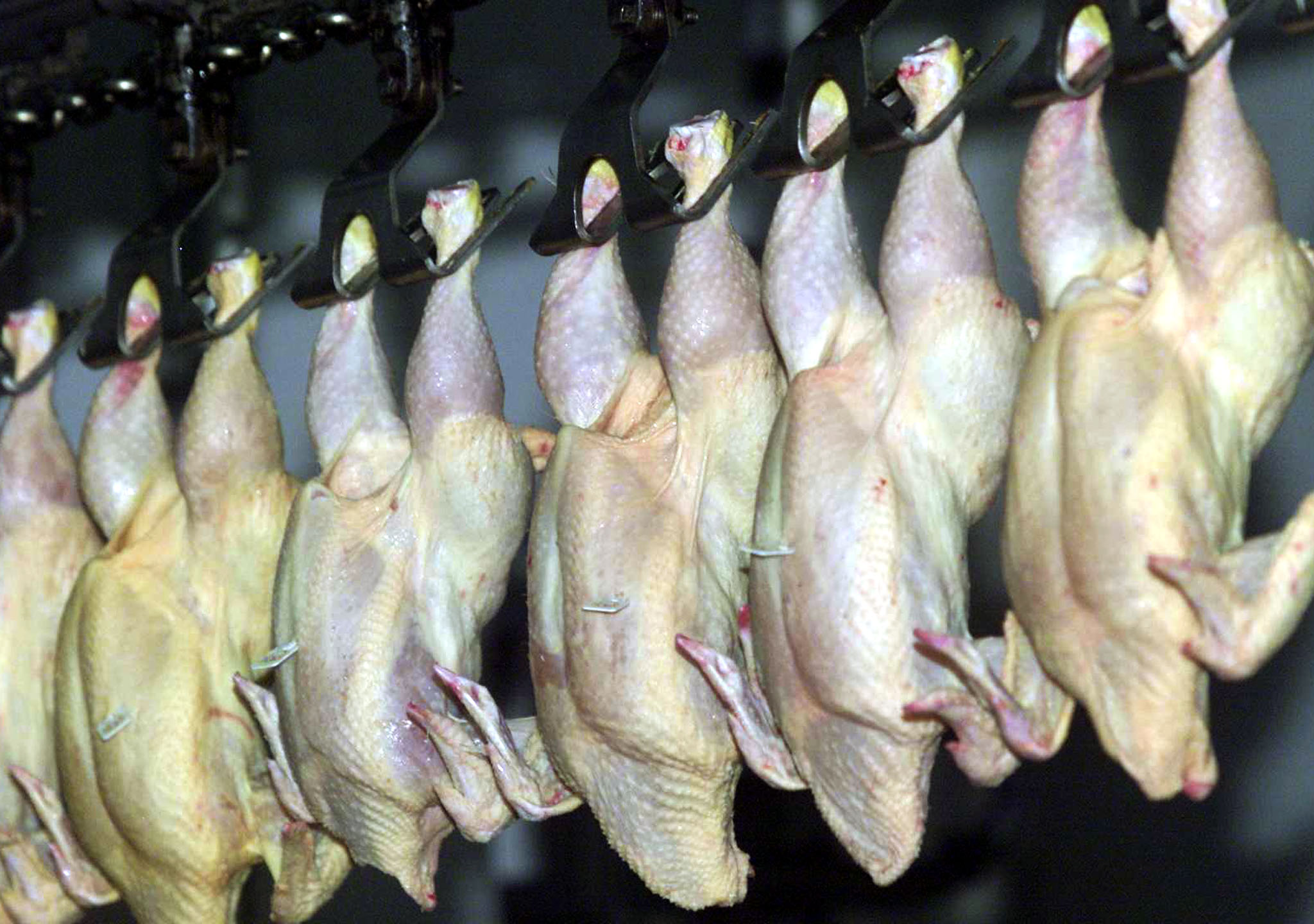 Japão proíbe importação de carne de frango de fábrica no Brasil sob investigação