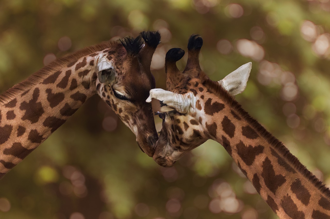 Girafas levam a paz a comunidades rivais no Quénia