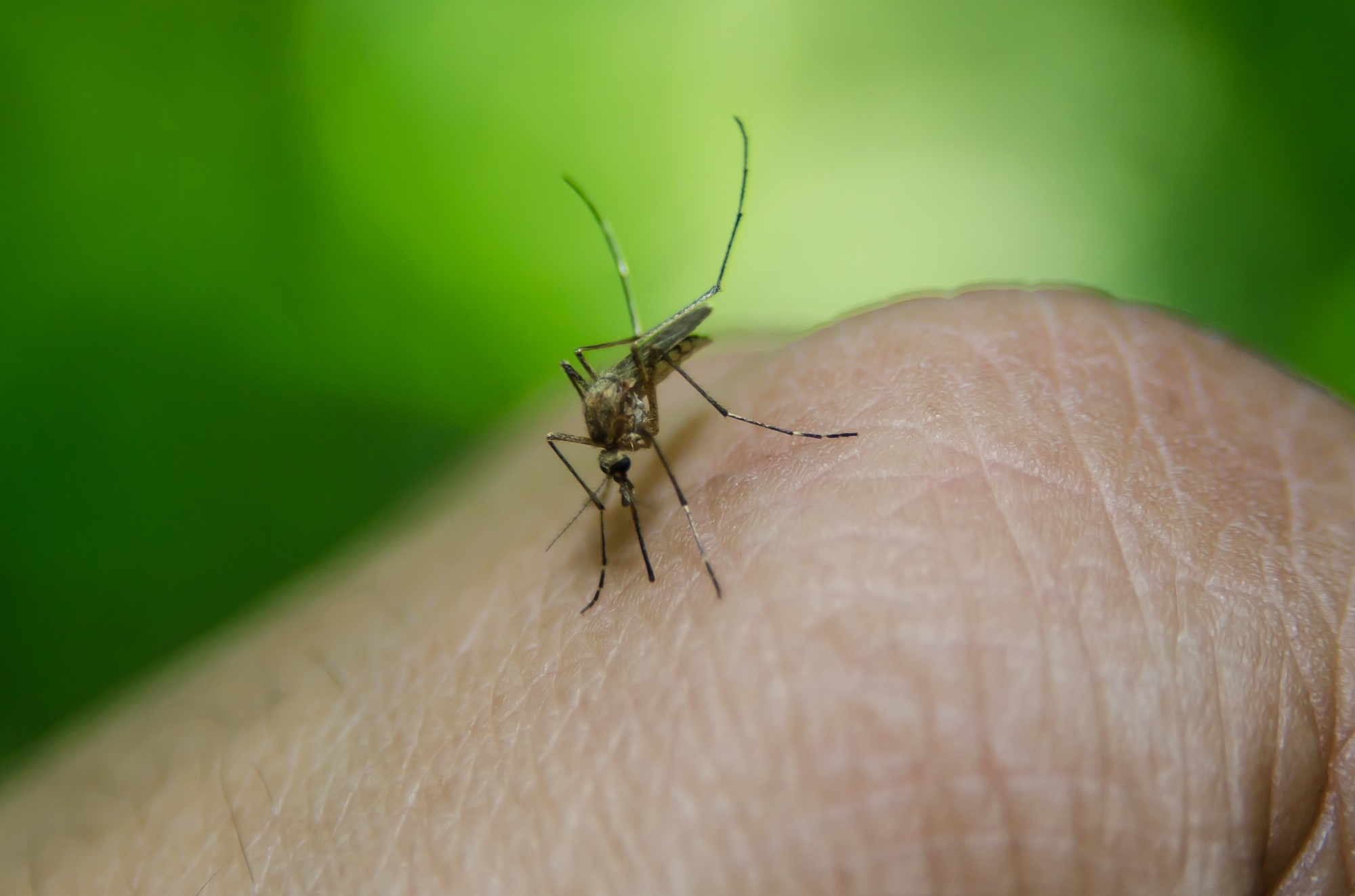 Doença infeciosa “chikungunya”pode chegar à Europa com o aquecimento global