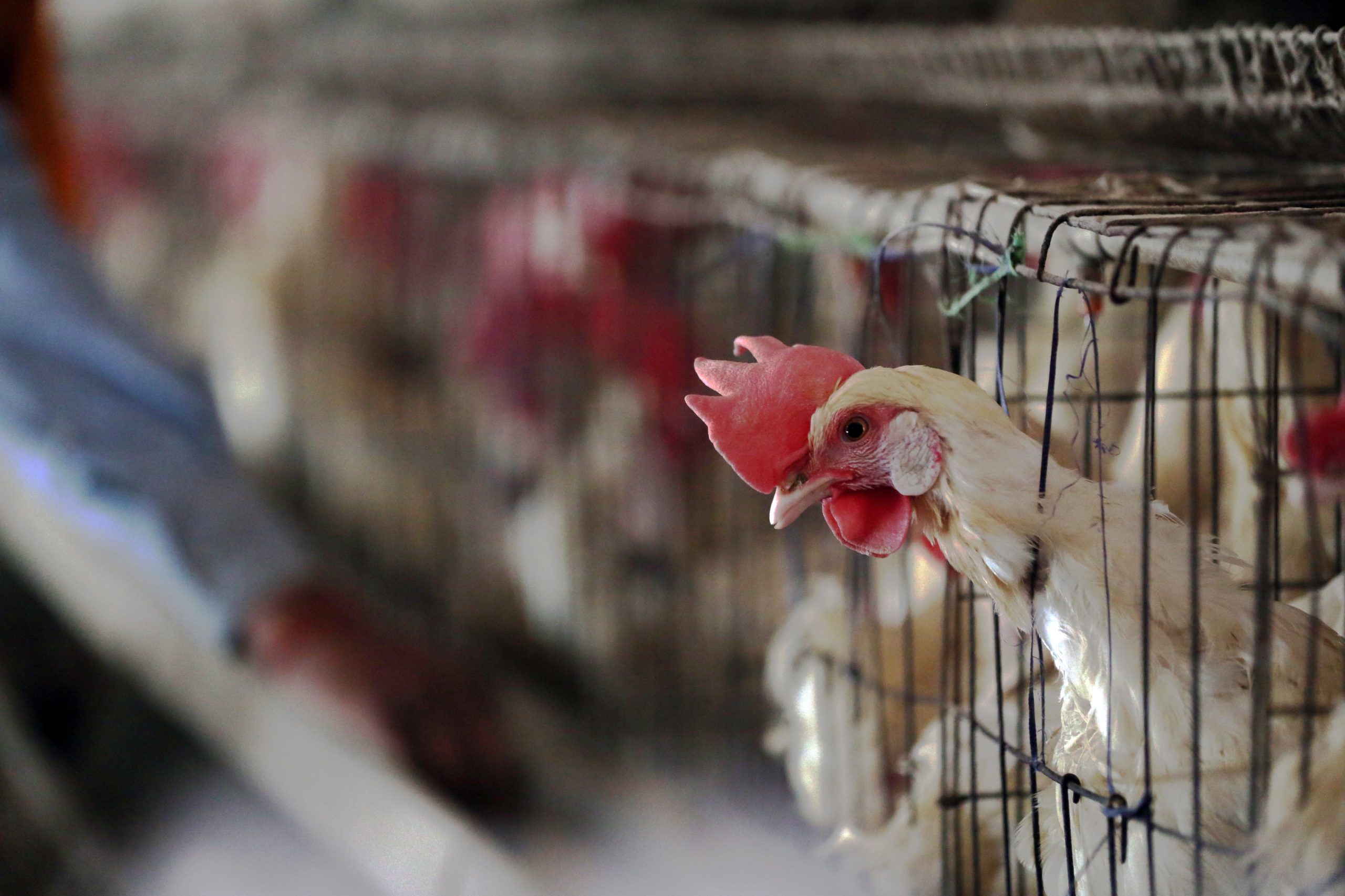 Confirmado novo foco de gripe das aves em Beja